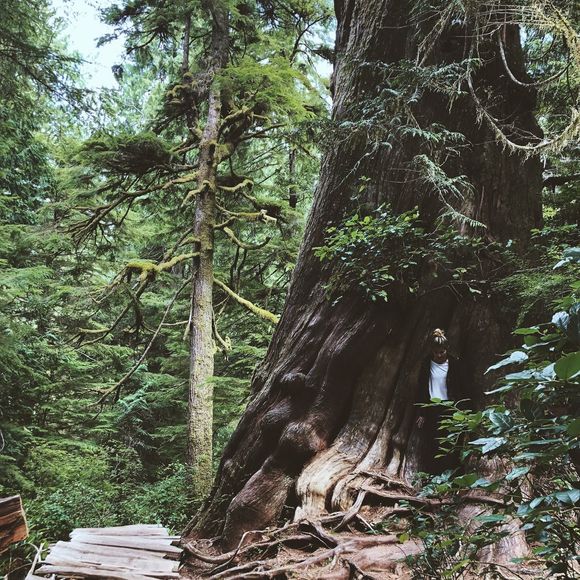 Meet your Posher, Nicole - Picture 1 of 1